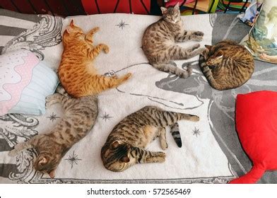 Five Cats Sleeping Together On Bed Stock Photo 572565469 | Shutterstock