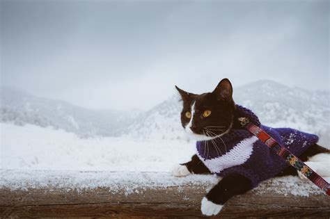 Do cats need winter clothing? – Adventure Cats