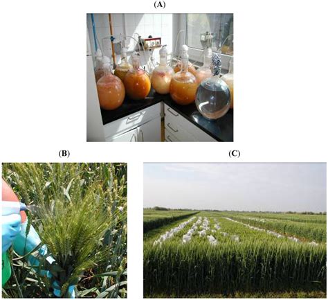 Toxins | Special Issue : Trichothecenes