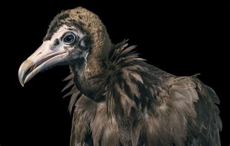 25 Portraits Of Rare And Endangered Birds That Look Simply Stunning ...