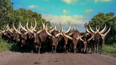 Ankole cattle | Wild animals photography, Cattle, Animals with horns