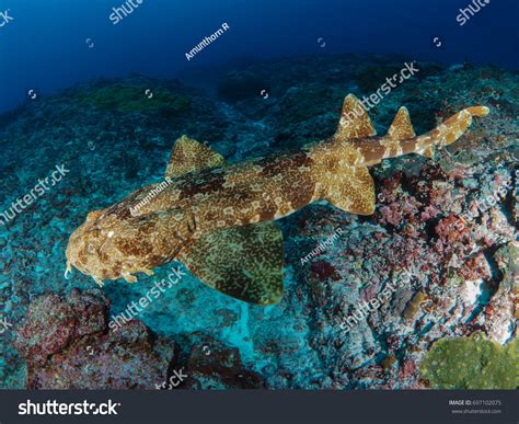 294 Wobbegong Shark Images, Stock Photos & Vectors | Shutterstock