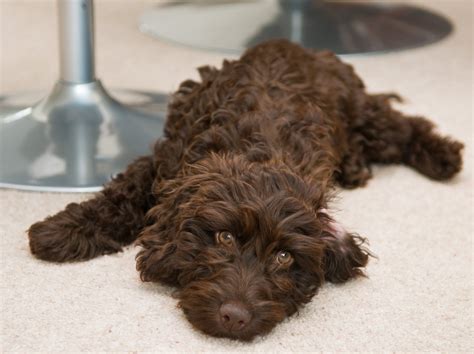 brown cockapoo - Google Search | Cheap dog food, Cockapoo dog, Spoodle