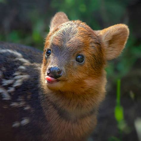 A little pudu blep, the smallest deer species, autochthonous in Chile : r/bleps