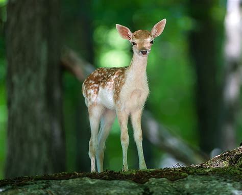 Cute Baby Deer, forest, HD wallpaper | Peakpx