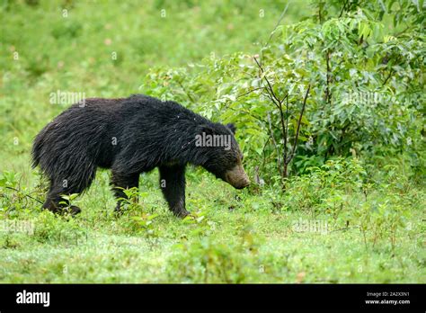 Gran Oso perezoso Melursus ursinus especies vulnerables o encuentro en hábitat natural durante ...