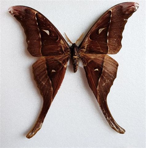 Pin by Fallon Turner on Drawing Inspiration | Hercules moth, Moth, Pictures of moths