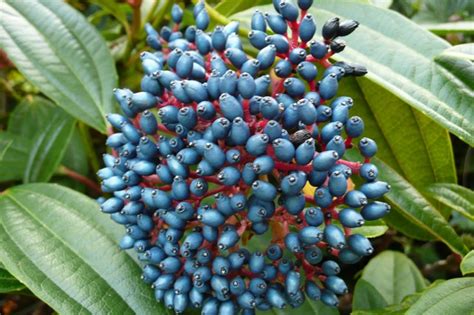 Viburnum davidii – Plants – Oak Leaf Gardening