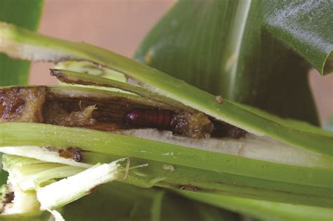 Know your pests: Chilo borer