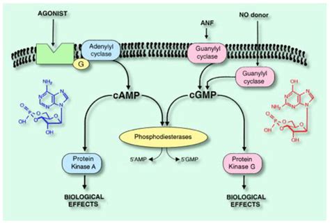 IJMS | Free Full-Text | The Complexity and Multiplicity of the Specific cAMP Phosphodiesterase ...