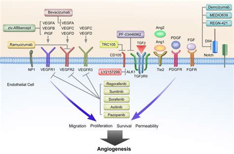 Anti-angiogenic biomarkers | Phase I Biomarker Laboratory