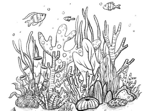 Coral Sketch by Lucy Rogers on Dribbble