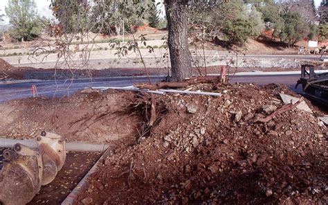 Tree Root Damage | Tree Care for Birds