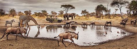 East Africa safaris tours | east Africa safaris | Uganda safaris | Kenya safaris