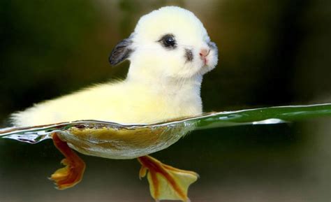 Cute Real Hybrid Animals