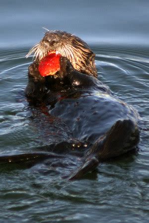 Sea Otter Eating Crab | Sea Otter Eating Crab | Flickr