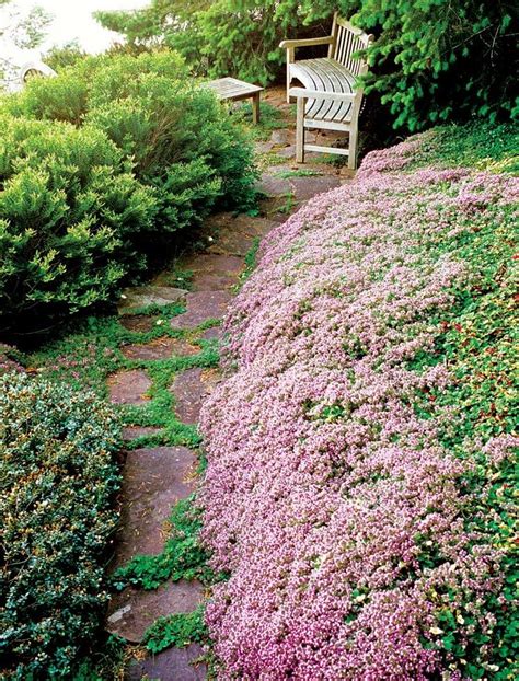 Planting creeping thyme ground cover - toolshrom