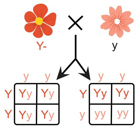 A cross in which an organism showing a dominant phenotype (genotype ...