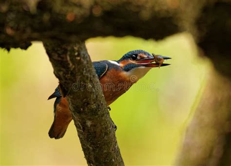 Kingfisher with Fish in the Beak Stock Photo - Image of perch, green: 51840446