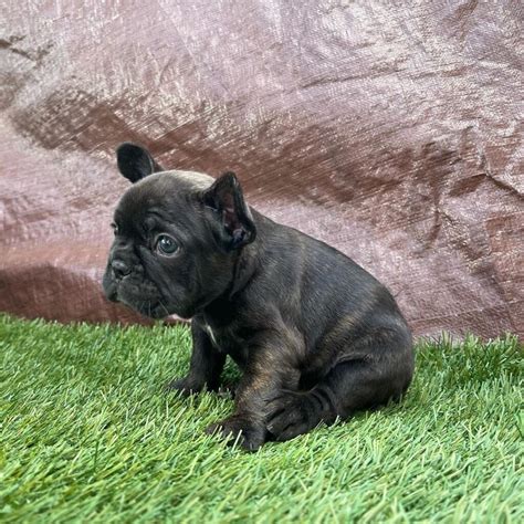 french pitbull puppy/teacup french bulldog puppies for sale