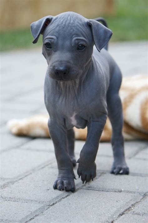 Pin on Hairless Dogs