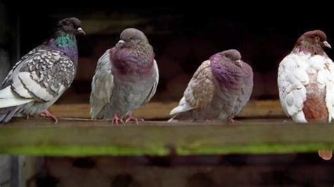 Pigeon sounds (1 Hour) - YouTube