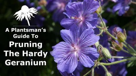 A plantsman's guide to: Pruning The Hardy Geranium - YouTube