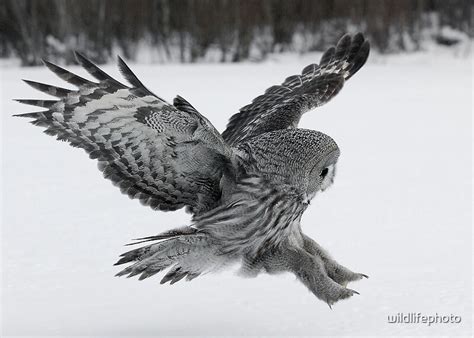 "Great Grey owl hunting" Canvas Prints by wildlifephoto | Redbubble