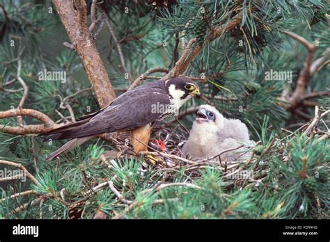 Juvenile eurasian hobby falco subbuteo hi-res stock photography and ...