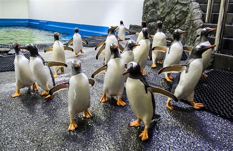 These Videos Of Penguins Roaming Around A Closed Aquarium Are Exactly ...