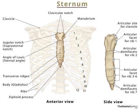 Sternum – Anatomy, Parts, Location, Functions, & Diagram
