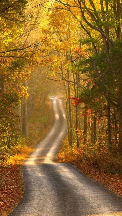 Autumn Forest Path Wallpapers - Wallpaper Cave