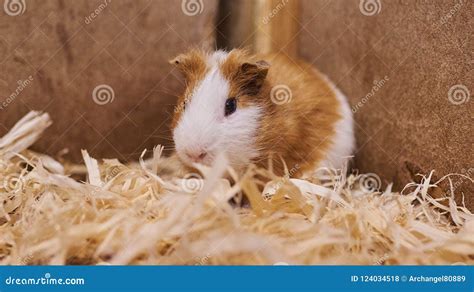 Cute Beautiful Guinea Pig in the Petting Zoo. Stock Photo - Image of face, green: 124034518