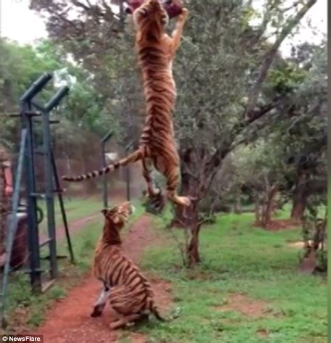 Slow motion video captures tiger jumping 10ft into the air to catch meat | Daily Mail Online