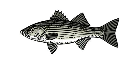 Chasing Stripers - 7 Best Striped Bass Lures | FishingNerds.com