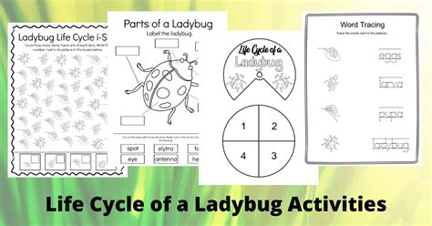 Printable Ladybug Life Cycle Worksheets for Preschool