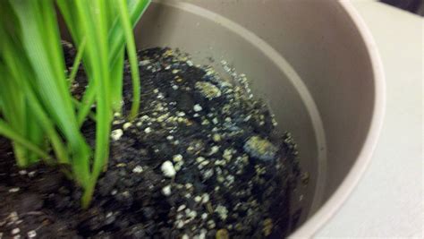 diagnosis - My indoor plant has an orange mold-like substance growing on it and has tiny white ...