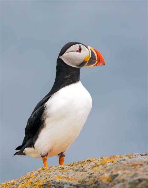 15 best Atlantic Puffins, 2016, Newfoundland images on Pinterest ...