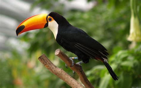 Download Animal Toco Toucan HD Wallpaper