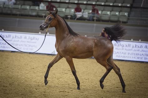 Arabian Horse : Arabian - Horse Canada / An arabian's most identifiable characteristics are its ...