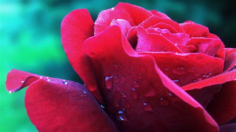 Rose Flower Nature Wallpaper 455 1920x1080 (1080p) - Wallpaper - HD ...