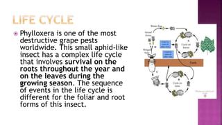 PHYLLOXERA | PPT