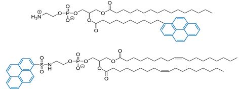 Phospholipids, Modified Lipids, and Functionalized Lipids - Labinsights