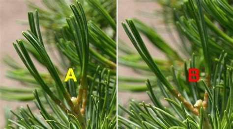 White pine bonsai pruning