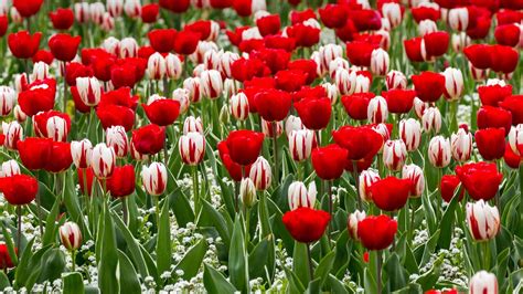 St George Tulip – Bing Wallpaper Download