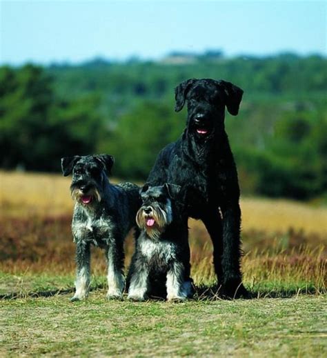 Schnauzer Size Comparison (Miniature, Standard & Giant) | PupTraveller