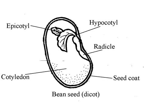 1. Draw a diagram of seed and label its parts. Mention the functions of different parts of the ...