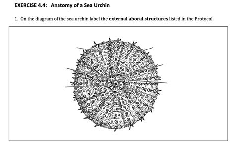 Solved 1. On the diagram of the sea urchin label the | Chegg.com