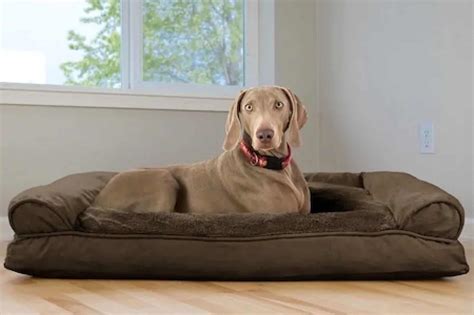 5 Best Large Dog Beds for Big Breeds [Top Recommendations & Guide]