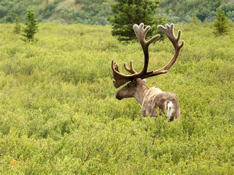 Captivating Moments: Must-Visit Spots in Denali National Park ...